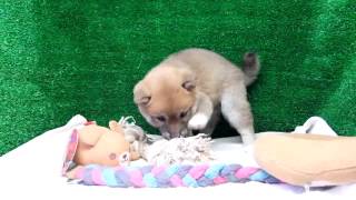 豆柴子犬　1.13　 女の子♀1　摂州宝山荘　shiba inu mini