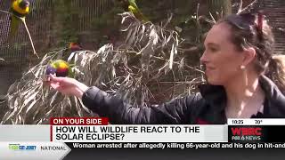How will wildlife react to the solar eclipse?