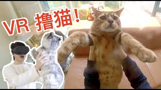 离谱！疫情期间竟然还能这么去猫咖撸猫！【蒂姆嘟嘟Tim】