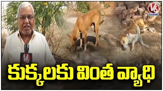 Strange disease To Street Dogs | Sanga Reddy | V6 News