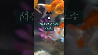 金魚冷知識 #冷知識 #金魚