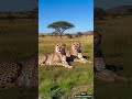 majestic cheetah duo resting in the wild stunning savanna wildlife footage