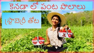 Fields in Canada || Strawberry Picking || Telugu Vlogs-Canada | VLOG CANADA | PRAHALICKA MYAKALA