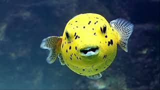 Facts: The Dogface Puffer (Blackspotted Puffer)