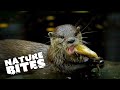 Unveiling Hidden Otter Adventures at the Zoo | he Secret Life of the Zoo | Nature Bites