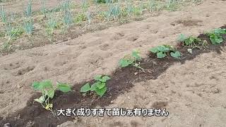 サツマイモの灌水します　21/07/21 Vol.979