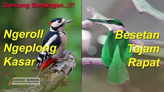 Ngeroll Ngeplong Kasar Besetan Tajam dan Rapat | Masteran Burung Juara Isian Mewah