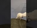 Dancing Umbrella Cockatoo