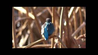 2021.12.18東京上野鳥散歩・カワセミ