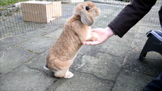 Uitleg: Twee poten op je hand