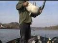 Monster Catfish on the Ohio River