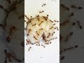 Formigas  vs Larva (Ants vs Larva)#shorts