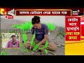 lok sabha election 2024 ভোটের আবহে অবাক কাণ্ড maldaয় ভোটারদের স্বাগত জানাতে রয়েছে সারি সারি আম