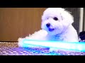 かわいい犬vsフォース starwars dog