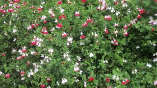 My plant of the year, Salvia Microphylla