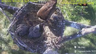 Bald Eagle - WRDC Eagle Nest Cam 07.02.2025 15:41