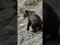 bear fall off cliff 😱 short shorts youtubeshorts bear mountaingoat