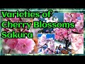 VARIETIES OF CHERRY BLOSSOMS ||VARIETIES OF SAKURA || SAKURA NAME AND COLOR||