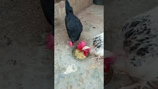 Aj bohat dinoun k baad chawal khaye hein☺☺ #youtube #shortsvideo #cutepets##rooster