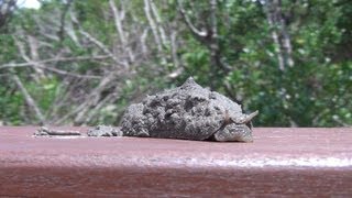 泥にそっくり！変わった生きもの：ドロアワモチの仲間