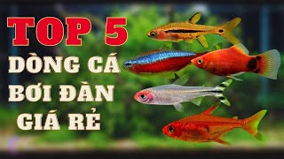 Top 5 dòng cá bơi đàn cực đẹp cho bể thuỷ sinh/bể cá cảnh