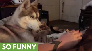 Jealous husky refuses to let owner pet cat