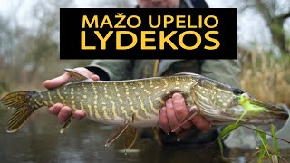 Lydekų žvejyba museline mažame upelyje