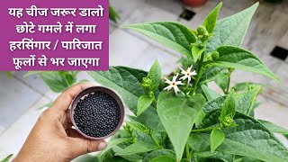 3 चीजों से हरसिंगार पारिजात छोटे गमले में भी पत्तियों से ज्यादा फूल देगा, Night jasmine fertilizer