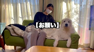 【お願い】犬に石を投げないでください。とても危ないです。