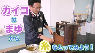 カイコのまゆから糸を採ってみよう【静岡科学館×静岡新聞】