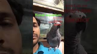 African Grey parrot talking in hindi