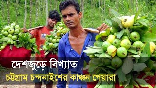 চন্দনাইশের কাঞ্চন পেয়ারার খ্যাতি ছড়িয়েছে সারা বাংলাদেশে