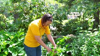 PETITTI How To Prune Peonies