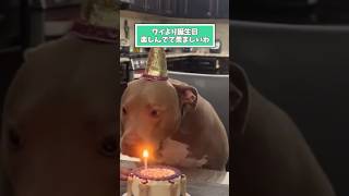 犬さんの動画見て笑ったら寝ろwwwww