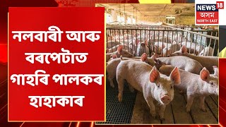 Nalbari News | নলবাৰী আৰু বৰপেটাত গাহৰি পালকৰ হাহাকাৰ | Assamese News