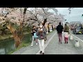 青森 弘前さくらまつり の桜を見て回ろう 宵 20240.4.18