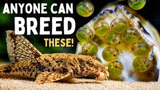 The Easiest Whiptail Catfish to Breed!