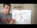 what is the cori cycle gluconeogenesis explained simply