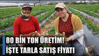 Açık Alanda 80 Bin Ton Çilek Üretimi! İşte Tarla Satış Fiyatı / AGRO TV HABER