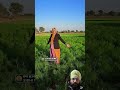 ਮੇਰੇ ਖੇਤ villagelife farming song highlight love ਕਿਸਾਨ ਡੱਲੇਵਾਲ ਕੈਨੇਡਾ newlock comedy