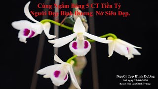 Cùng Ngắm Bông 5 CT Tiền Tỷ Người Đẹp Bình Dương