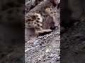 snow leopard catches a goat and drops off a cliff animals wildlife shorts