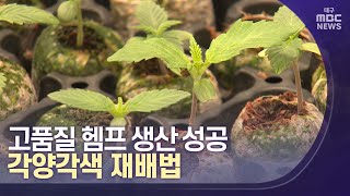 고품질 헴프 생산 성공..각양각색 재배법 | 대구MBC뉴스