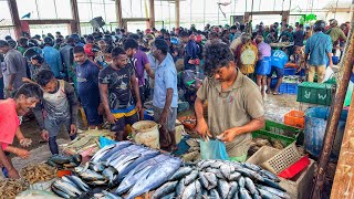 துடிக்கத் துடிக்க 🐟மீன்விற்கும் காட்சி ( யாழ்ப்பாணம் பாசையூர் )