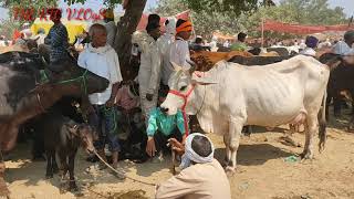 DHIMSHIRI PASHU HAT || FATEHABAD AGRA || RTC VLOGS #Rohit yadav #