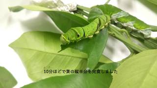 ナミアゲハ幼虫（終齢）の食事