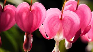 [4k] Mie, Begonia Japanese Garden (greenhouse )#Great Gardening #なばなの里 #sumitratakita