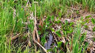 Calla palustris, wild calla, or water-arum