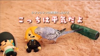 発情抑制って大変よねー　*生後3ヶ月セキセイインコ*