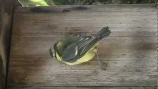 Junge Blaumeisen fliegen aus,Young blue tits on their first flight